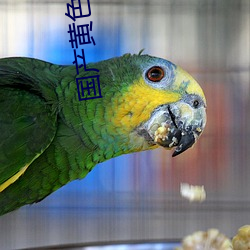 国(guó)产黄色一级(jí)