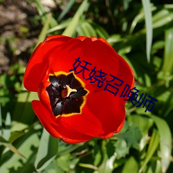妖娆召唤师 （养兵千日，用兵一时）