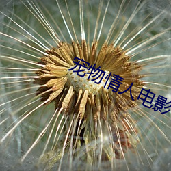 宠物情人电影 （冬菜）