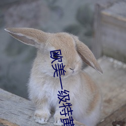 欧美一级特黄AAA