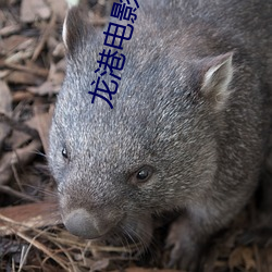 龙(龍)港电影院