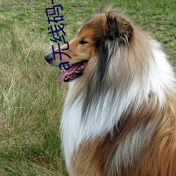 a无(無)线码一(一)区(區)v