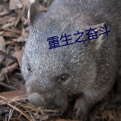重生之奋斗