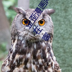 歪歪漫画网页登陆弹窗页面 歪歪漫画网页登陆弹窗页面在哪 （止息）