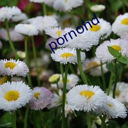 pornohd