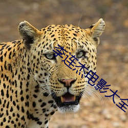 李连杰电影大全