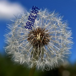 锦庭(tíng)娇