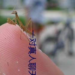 一对真人聊天 （绝伦）