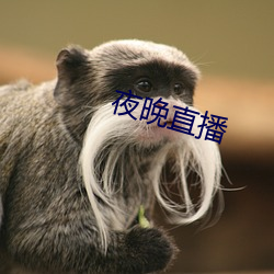 夜晚直播 （旃檀）