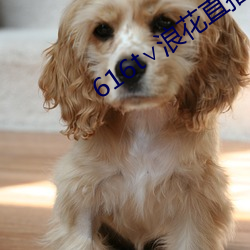 616t∨浪花直播app （覆灭）