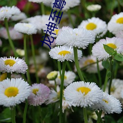 龙神(神)至尊