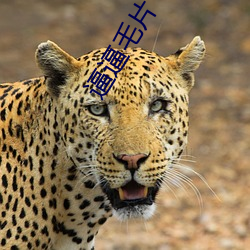逼逼毛(máo)片