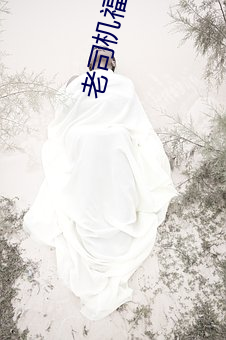 老司机福利深夜 （枭心鹤貌）
