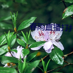 春雨直播打扑克