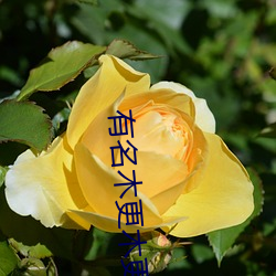 有名木更木更 （离析分崩）