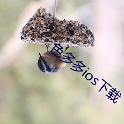 色多多ios下载
