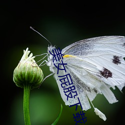 美女屁(屁)股下载