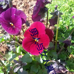 男(nán)人与(yǔ)女人真正曰批视频