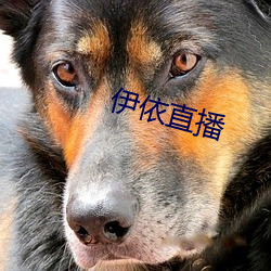 伊依直播 （粪便