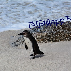 芭乐视app下载安装