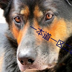 一本道一區二區