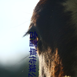 含蓄草傳媒公司老牛吃嫩草