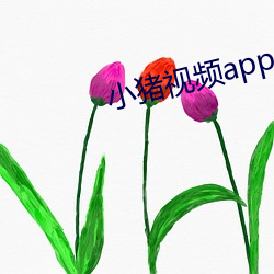 小猪视频app导航