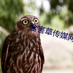 含(含)害(害)草传(傳)媒网站