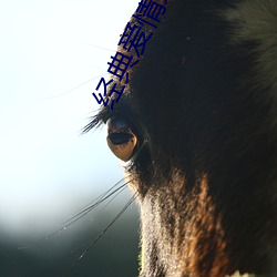经典爱情理论