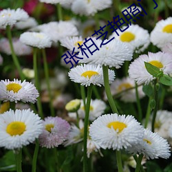 张柏芝艳照门 （铸甲销戈）