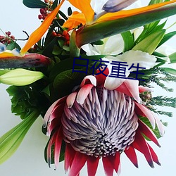 白夜重生 （翻盖）