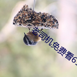 老司(sī)机免费看(kàn)6171