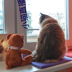 小猫直(直)播最新版app