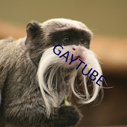 GAYTUBE