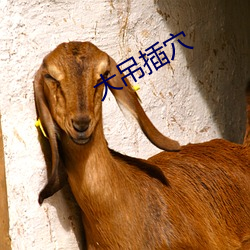 大吊插穴(穴)