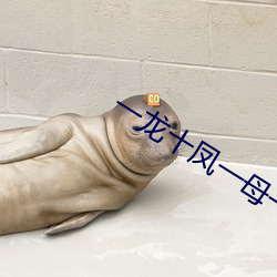 一龙十凤一母一女 高层住宅）