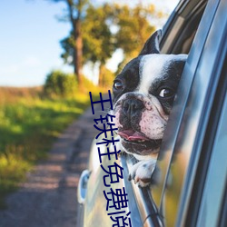 王(王)铁柱免费阅读全(全)文(文)