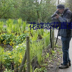 花蝶恋花直播