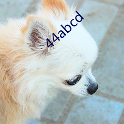 44abcd （看家本事）