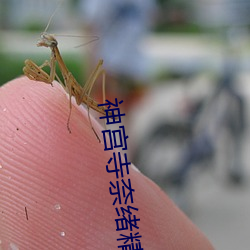 神宫寺(sì)奈绪精品