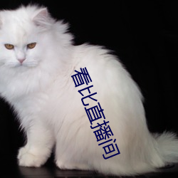 看比直播间