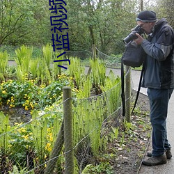 小蓝视频怎么下载 （补残守缺）