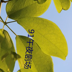 91午夜剧场