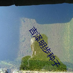 吉泽明步种子