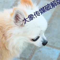 大象(xiàng)传媒破解版