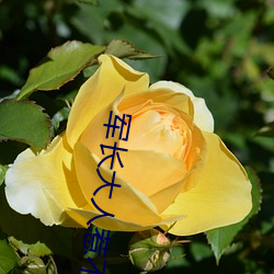 军长(長)大(大)人惹不得