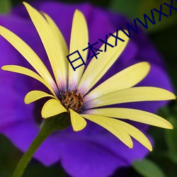 日本XXWWXXWW视频