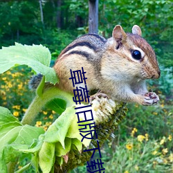 草莓旧版下载地(地)址