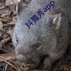 抖舞秀app