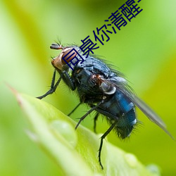 同桌你清醒一点